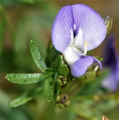 Psoralea platyphylla