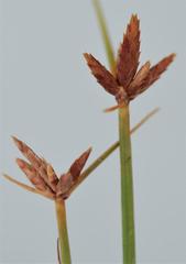 Cyperus flavescens
