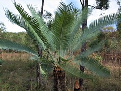 Cycas conferta