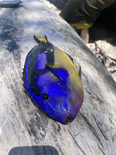 Palette Tang