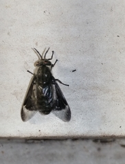 Chrysopsinae