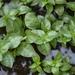 Water Purslane - Photo (c) Rob Palmer, some rights reserved (CC BY-NC-SA), uploaded by Rob Palmer