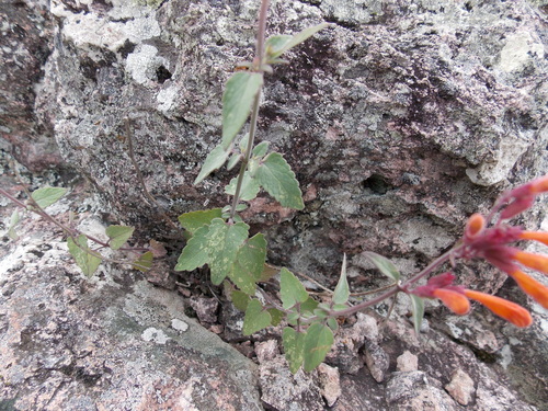 Agastache aurantiaca, photograph 4