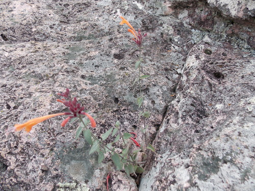 Agastache aurantiaca, photograph 3