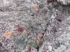 Agastache aurantiaca, photograph author not stated, no rights reserved