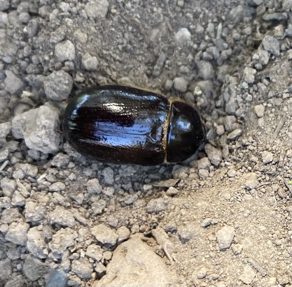 Ligyrus villosus