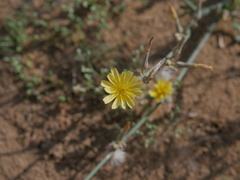 Launaea procumbens