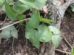 Thaspium trifoliatum