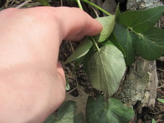 Thaspium trifoliatum