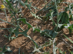 Launaea procumbens