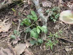 Thaspium trifoliatum