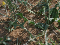 Launaea procumbens