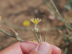 Launaea procumbens