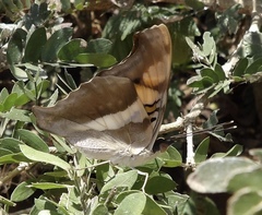 Doxocopa laure laure