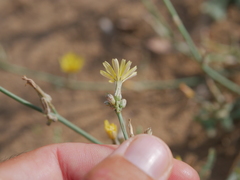 Launaea procumbens