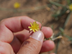 Launaea procumbens