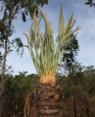 Cycas conferta