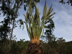 Cycas conferta