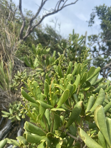 Jacquinia arborea, photograph 1