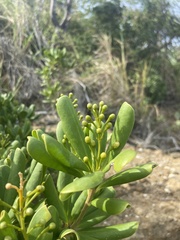 Jacquinia arborea, photograph Scott Ward, CC BY, iNaturalist via GBIF