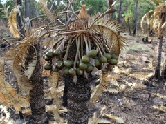 Cycas conferta