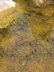 Thamnophis couchii