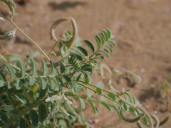 Astragalus eremophilus