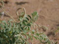 Astragalus eremophilus