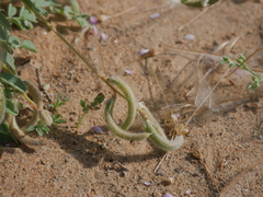 Astragalus eremophilus
