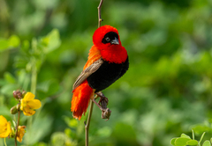Northern Red Bishop photo 2