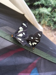 Gnophaela latipennis