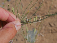 Farsetia linearis
