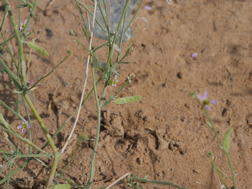 Farsetia linearis (Plants of the Hajar) · iNaturalist