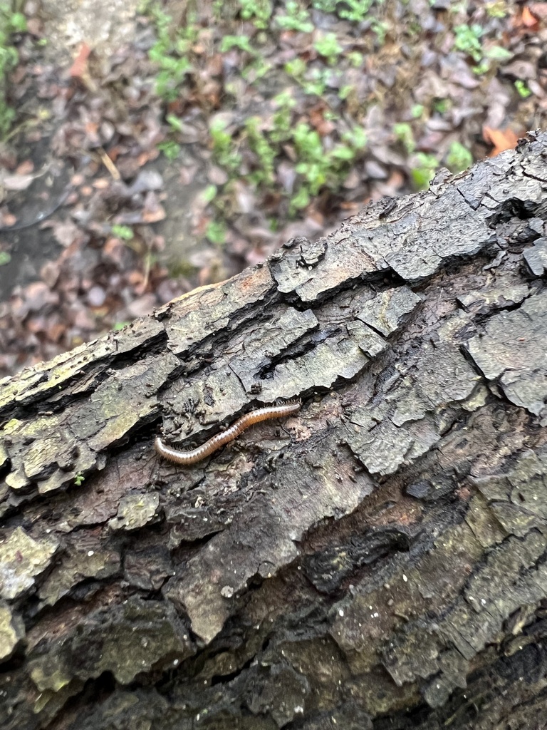 Round Backed Millipedes From Galloway Oh Us On December At Pm By Harlem S