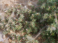 Frankenia pulverulenta