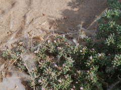Frankenia pulverulenta