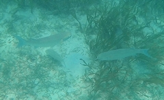 Crenimugil crenilabis