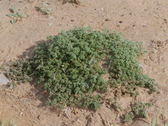 Frankenia pulverulenta