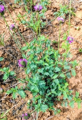 Dalea emarginata