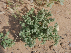 Gymnocarpos sclerocephalus