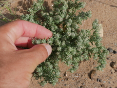 Gymnocarpos sclerocephalus