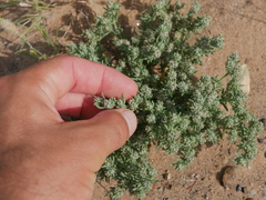 Gymnocarpos sclerocephalus