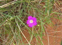 Calandrinia reticulata