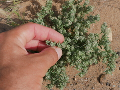 Gymnocarpos sclerocephalus