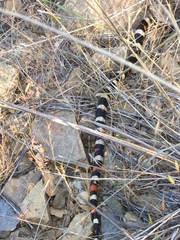 Lampropeltis zonata