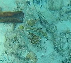Siganus spinus