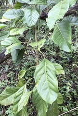 Magnolia hernandezii