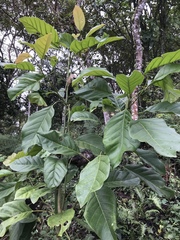 Magnolia hernandezii