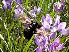 Xylocopa sonorina