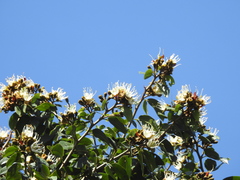 Hymenaea